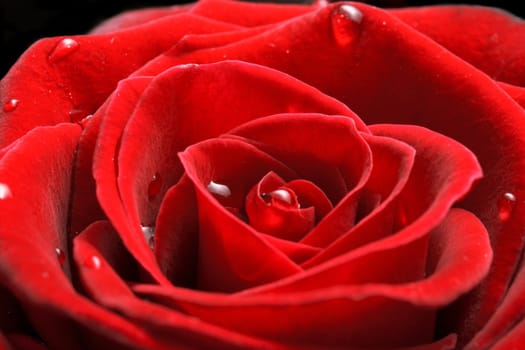 Red rose close up shot