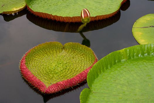 Amazon lily floating on river water