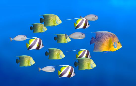 Leadership concept - big fish leading school of tropical fishes