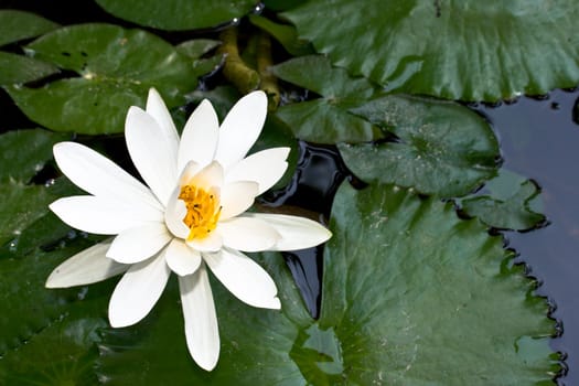 White water lily in pond