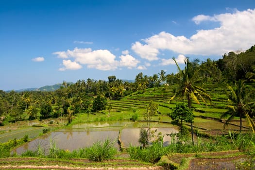 Green rice terraces on Bali island