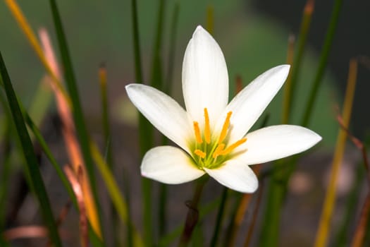 White tropical flower close up