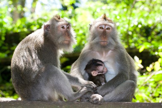 Monkey family - long tailed macaques - father, mother and child