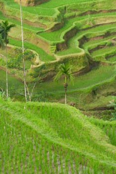 Green rice terraces on Bali island