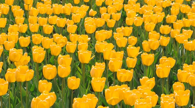 Field with lots of yellow tulips