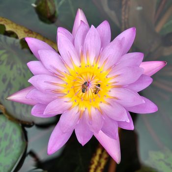 Lotus with bee in the garden 