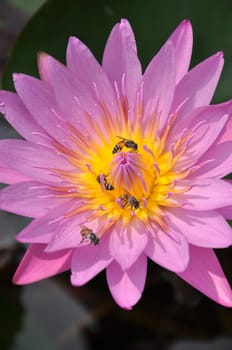 Lotus with bee in the garden 