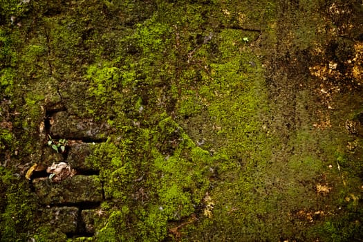 Stone wall covered with moss texture