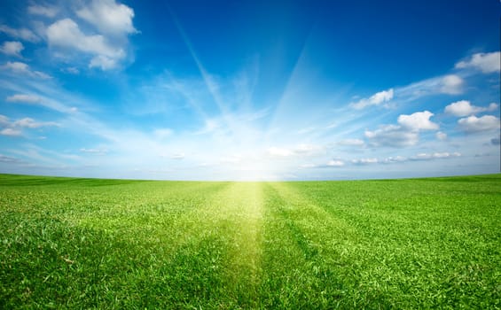 Sunset sun and field of green fresh grass under blue sky