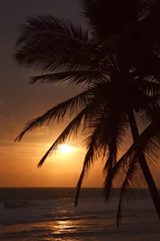 Tropical sunset scene with palms