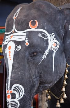 Close up photo of  sacred elephant eye in Hindu temple