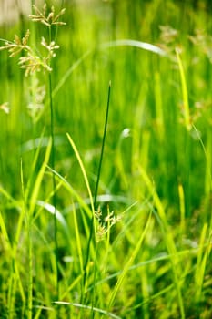 Green grass - very shallow depth of field