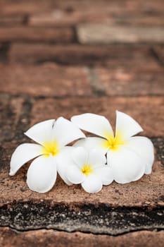 Three white frangipani (plumeria) spa flowers on rough stones