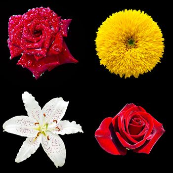 set of four flowers isolated on black background