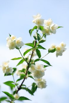 Closeup of freshness jasmine branch against blue sky