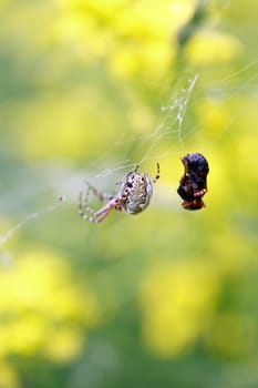 Closeup of spider in web near dead insect