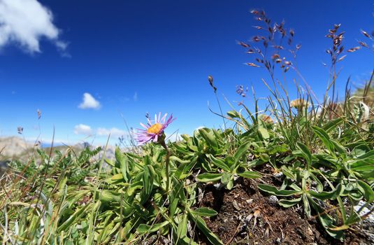 Alpine flora in Dolomites mountain on a sunny day