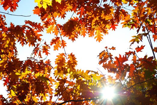 autumn leaves background in sunny day