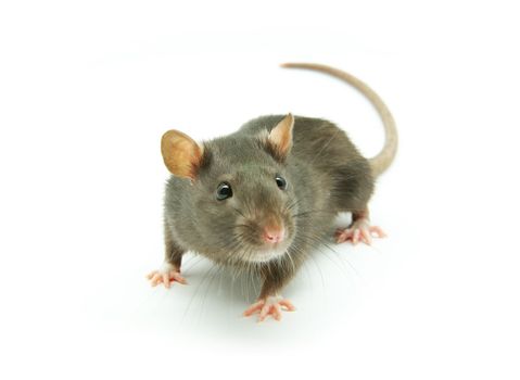 funny rat  isolated on white background