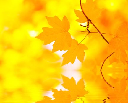 autumn leaves background in sunny day