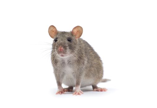 rat isolated on white background