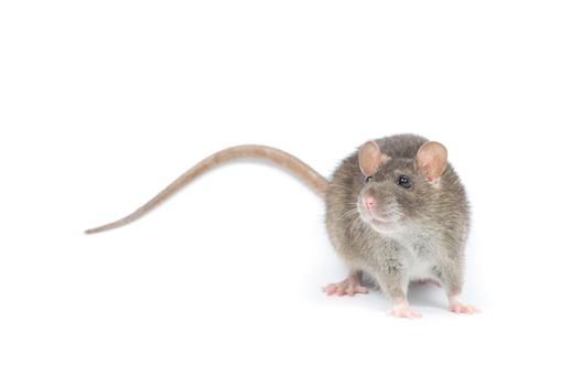 rat isolated on white background