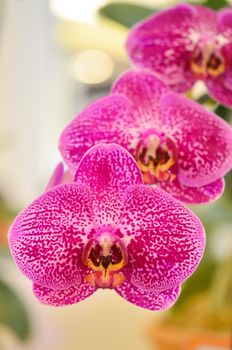 Close up of beautiful purple orchids blooms .