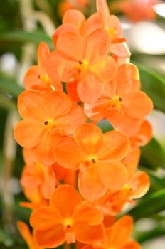 Close up of beautiful orange  orchids blooms .