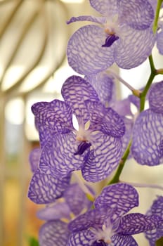 Close up of beautiful purple orchids blooms .