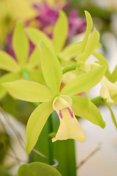 Close up of beautiful pale green orchids blooms .