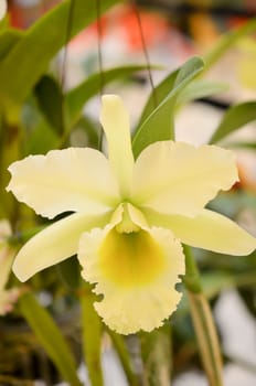 Close up of beautiful lemon chiffon orchids blooms .