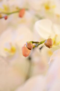 Close up of beautiful orchids blooms .