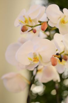 Close up of beautiful orchids blooms in the garden