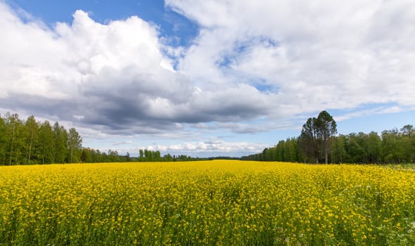 View of a Field of Bright Yellow rapeseed in front of a forest