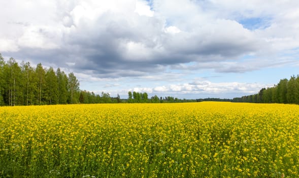 View of a Field of Bright Yellow rapeseed in front of a forest