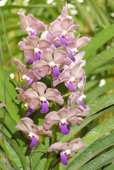 Close up of beautiful purple orchids blooms in garden