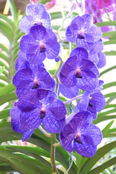 Close up of beautiful purple orchids blooms in garden