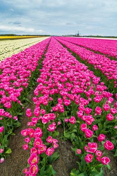 A traditional Dutch pink tulips field with wildmill. Netherlands. Vertical view