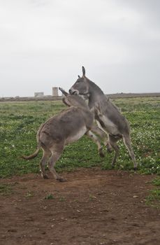 struggle between two donkeys with surrounding green