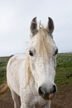 white horse closeup