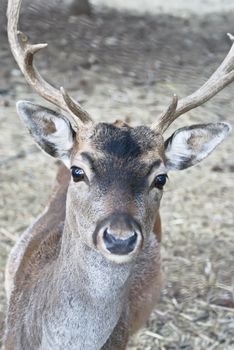 Portrait of majestic powerful adult red deer stag in Autumn Fall forest