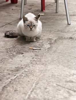 Beautiful white cat with cigarette.