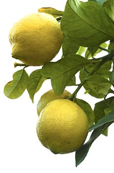 Lemons tree on the branch.