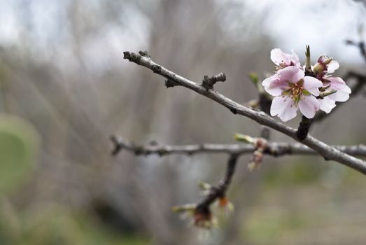 A closeup of an almond tree with white pink flowers with branches