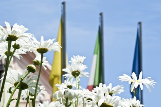 Daisies with sky and flags in the background