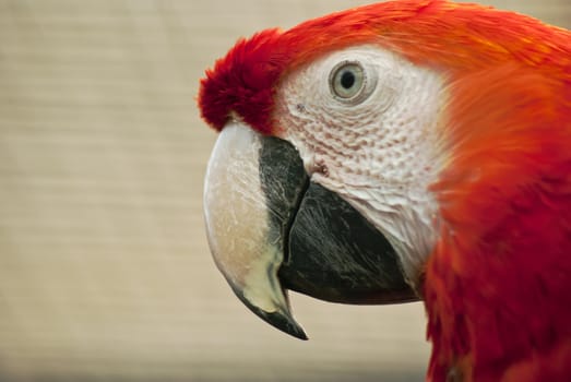 Head of red macaw parrot, closeup.