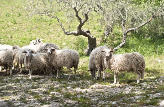 A lot sheep on the sicilian farm