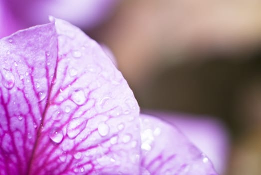 petal orchid with water drops. extreme close-up.