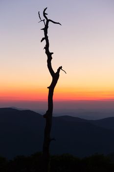 Stark outline of tree against sunrise on Skyline Drive in Virginia