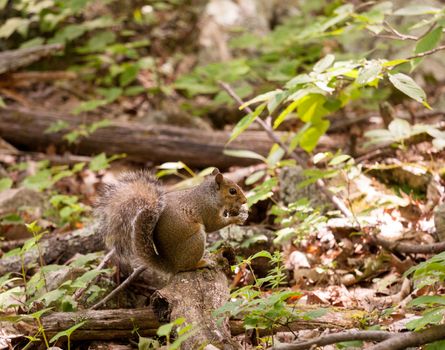 Cute small baby squirrel on forest floor eating a pine cone